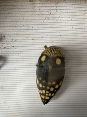 Sternocera castanea