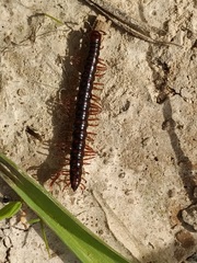Strongylosoma