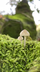 Mycena galericulata