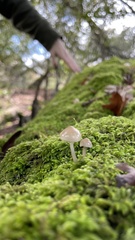 Mycena galericulata
