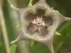 Dictyanthus ceratopetalus
