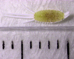 Laminicoccus flandersi