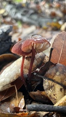 Marasmius plicatulus