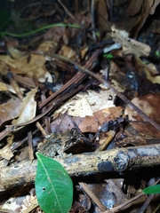Leptodactylus leptodactyloides