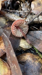 Marasmius plicatulus