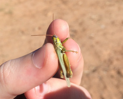 Melanoplus herbaceus