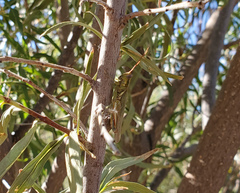 Melanoplus herbaceus