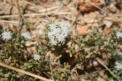 Mesembryanthemum dinteri