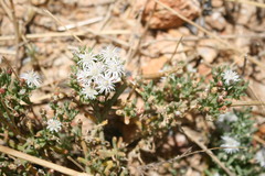 Mesembryanthemum dinteri