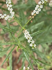 Heliotropium lineare