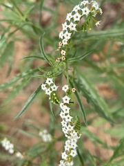 Heliotropium lineare