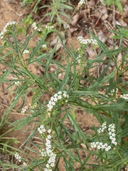 Heliotropium lineare