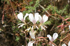Pelargonium longicaule