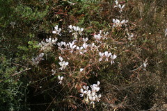 Pelargonium longicaule