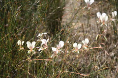 Pelargonium longicaule