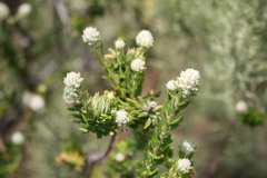 Phylica oleifolia