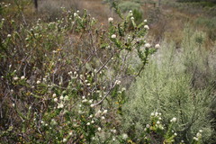 Phylica oleifolia