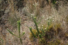 Phylica oleifolia