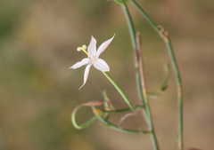 Prismatocarpus crispus