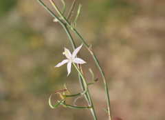 Prismatocarpus crispus