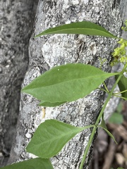 Pristimera longipetiolata