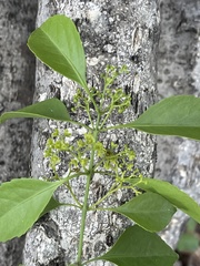 Pristimera longipetiolata