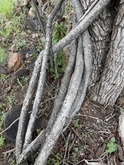 Pristimera longipetiolata