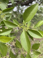 Pristimera longipetiolata