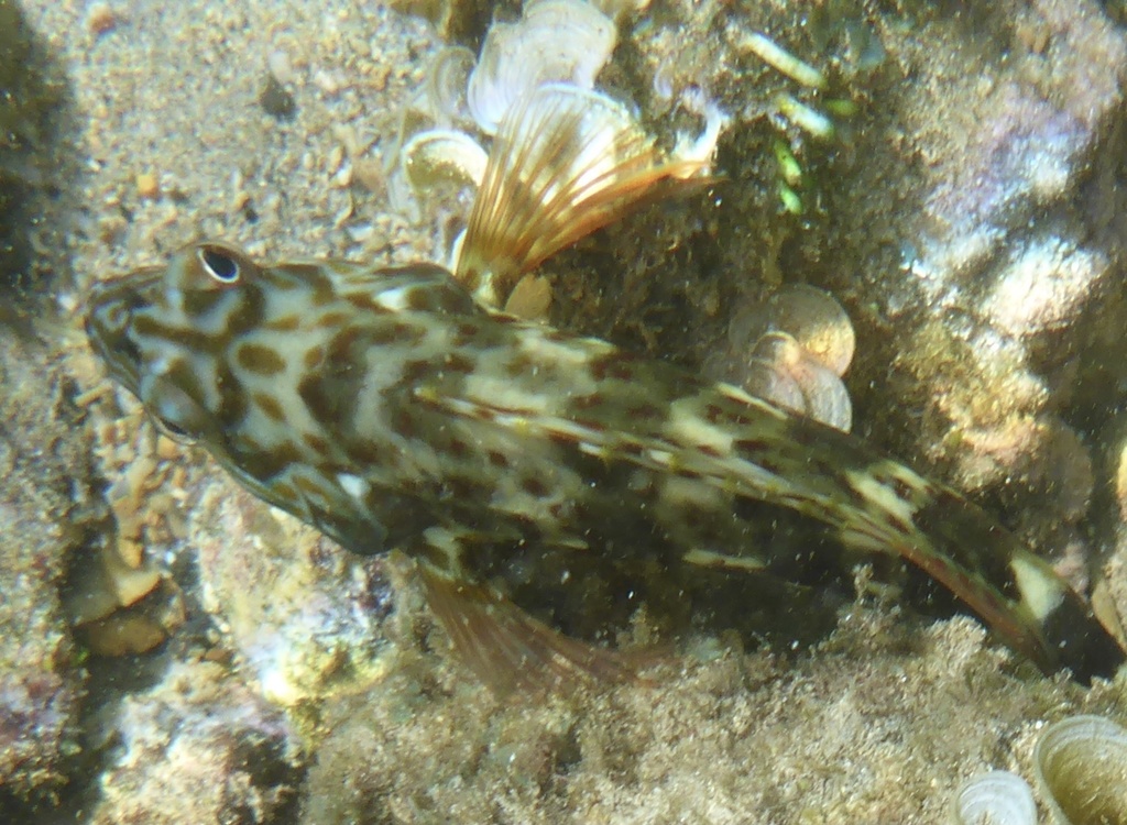 Stocky hawkfish