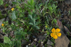 Potentilla ruprechtii
