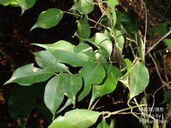 Syzygium acuminatissimum