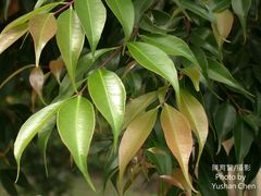Syzygium acuminatissimum