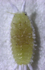 Laminicoccus flandersi