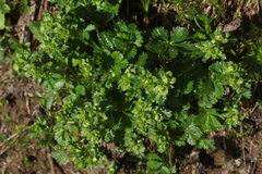 Potentilla ruprechtii