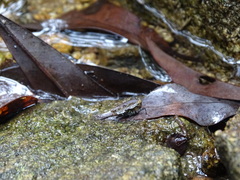 Eucriotettix oculatus