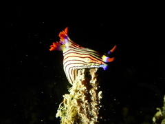 Nembrotha aurea