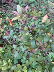 Syzygium buxifolium