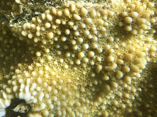 pore coral
