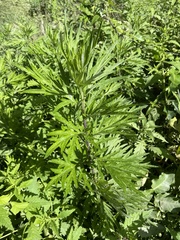 Artemisia verlotiorum