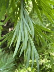 Artemisia verlotiorum