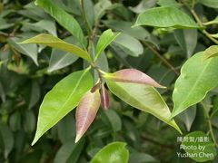 Syzygium simile