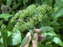 Trachelium caeruleum
