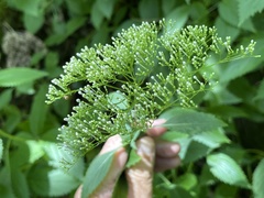 Trachelium caeruleum