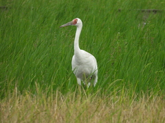 Leucogeranus leucogeranus