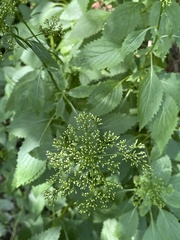 Trachelium caeruleum