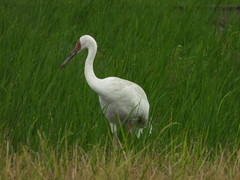 Leucogeranus leucogeranus