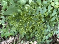 Trachelium caeruleum