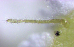 Laminicoccus flandersi