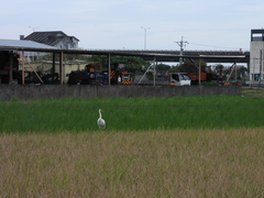 Leucogeranus leucogeranus