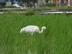 Leucogeranus leucogeranus